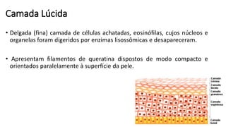 Camada Lúcida
• Delgada (fina) camada de células achatadas, eosinófilas, cujos núcleos e
organelas foram digeridos por enzimas lisossômicas e desapareceram.
• Apresentam filamentos de queratina dispostos de modo compacto e
orientados paralelamente à superfície da pele.
 