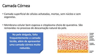 Camada Córnea
• Camada superficial de células achatadas, mortas, sem núcleo e sem
organelas.
• Membrana celular bem espessa e citoplasma cheio de queratina. São
removidas no processo de descamação natural da pele.
Na pele delgada, falta
frequentemente a camada
lúcida, além de apresentar
uma camada córnea muito
reduzida.
 