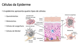 Células da Epiderme
• A epiderme apresenta quatro tipos de células:
• Queratinócitos
• Melanócitos
• Células de Langerhans
• Células de Merkel
 