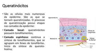 Queratinócitos
• São as células mais numerosas
da epiderme. São as que se
tornam queratinizadas. O processo
de queratinização possui etapas
nas camadas da epiderme:
• Camada basal: queratinócitos
possuem tonofilamentos;
• Camada espinhosa: continua a
síntese de tonofilamentos, que se
agrupam em feixes de tonofibrilas.
Início da síntese de querato-
hialina;
 