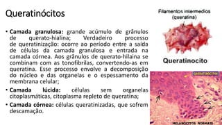 Queratinócitos
• Camada granulosa: grande acúmulo de grânulos
de querato-hialina; Verdadeiro processo
de queratinização: ocorre ao período entre a saída
de células da camada granulosa e entrada na
camada córnea. Aos grânulos de querato-hilaina se
combinam com as tonofibrilas, convertendo-as em
queratina. Esse processo envolve a decomposição
do núcleo e das organelas e o espessamento da
membrana celular;
• Camada lúcida: células sem organelas
citoplasmáticas, citoplasma repleto de queratina;
• Camada córnea: células queratinizadas, que sofrem
descamação.
 