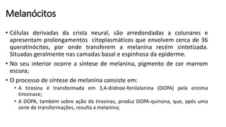 Melanócitos
• Células derivadas da crista neural, são arredondadas a colunares e
apresentam prolongamentos citoplasmáticos que envolvem cerca de 36
queratinócitos, por onde transferem a melanina recém sintetizada.
Situadas geralmente nas camadas basal e espinhosa da epiderme.
• No seu interior ocorre a síntese de melanina, pigmento de cor marrom
escura;
• O processo de síntese de melanina consiste em:
• A tirosina é transformada em 3,4-diidroxi-fenilalanina (DOPA) pela enzima
tirosinase;
• A DOPA, também sobre ação da tirosinas, produz DOPA-quinona, que, após uma
serie de transformações, resulta a melanina;
 