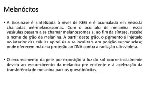Melanócitos
• A tirosinase é sintetizada à nível de REG e é acumulada em vesícula
chamadas pré-melanossomas. Com o acumulo de melanina, essas
vesículas passam a se chamar melanossomas e, ao fim da síntese, recebe
o nome de grão de melanina. A partir deste grão, o pigmento é injetado
no interior das células epiteliais e se localizam em posição supranuclear,
onde oferecem máxima proteção ao DNA contra a radiação ultravioleta.
• O escurecimento da pele por exposição à luz do sol ocorre inicialmente
devido ao escurecimento da melanina pre-existente e à aceleração da
transferência de melanina para os queratinócitos.
 