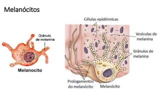 Melanócitos
 