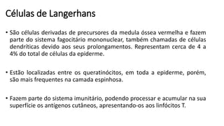 Células de Langerhans
• São células derivadas de precursores da medula óssea vermelha e fazem
parte do sistema fagocitário mononuclear, também chamadas de células
dendríticas devido aos seus prolongamentos. Representam cerca de 4 a
4% do total de células da epiderme.
• Estão localizadas entre os queratinócitos, em toda a epiderme, porém,
são mais frequentes na camada espinhosa.
• Fazem parte do sistema imunitário, podendo processar e acumular na sua
superfície os antígenos cutâneos, apresentando-os aos linfócitos T.
 