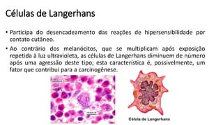 Células de Langerhans
• Participa do desencadeamento das reações de hipersensibilidade por
contato cutâneo.
• Ao contrário dos melanócitos, que se multiplicam após exposição
repetida à luz ultravioleta, as células de Langerhans diminuem de número
após uma agressão deste tipo; esta característica é, possivelmente, um
fator que contribui para a carcinogênese.
 