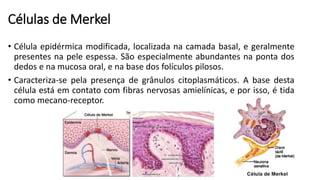 Células de Merkel
• Célula epidérmica modificada, localizada na camada basal, e geralmente
presentes na pele espessa. São especialmente abundantes na ponta dos
dedos e na mucosa oral, e na base dos folículos pilosos.
• Caracteriza-se pela presença de grânulos citoplasmáticos. A base desta
célula está em contato com fibras nervosas amielínicas, e por isso, é tida
como mecano-receptor.
 
