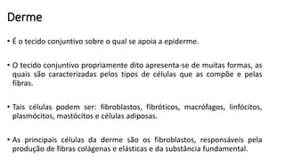 Derme
• É o tecido conjuntivo sobre o qual se apoia a epiderme.
• O tecido conjuntivo propriamente dito apresenta-se de muitas formas, as
quais são caracterizadas pelos tipos de células que as compõe e pelas
fibras.
• Tais células podem ser: fibroblastos, fibróticos, macrófagos, linfócitos,
plasmócitos, mastócitos e células adiposas.
• As principais células da derme são os fibroblastos, responsáveis pela
produção de fibras colágenas e elásticas e da substância fundamental.
 