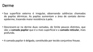 Derme
• Sua superfície externa é irregular, observando saliências chamadas
de papilas dérmicas. As papilas aumentam a área de contato derme-
epiderme, trazendo maior resistência à pele.
• Descrevem-se na derme duas camadas, de limite poucos distintos, que
são: a camada papilar que é a mais superficial e a camada reticular, mais
profunda.
• A camada papilar é delgada, constituída por tecido conjuntivo frouxo.
 
