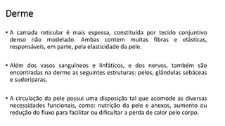 Derme
• A camada reticular é mais espessa, constituída por tecido conjuntivo
denso não modelado. Ambas contem muitas fibras e elásticas,
responsáveis, em parte, pela elasticidade da pele.
• Além dos vasos sanguíneos e linfáticos, e dos nervos, também são
encontradas na derme as seguintes estruturas: pelos, glândulas sebáceas
e sudoríparas.
• A circulação da pele possui uma disposição tal que acomode as diversas
necessidades funcionais, como: nutrição da pele e anexos, aumento ou
redução do fluxo para facilitar ou dificultar a perda de calor pelo corpo.
 