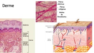 Derme
 