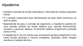 Hipoderme
• Também chamado de tecido subcutâneo, é formado por tecido conjuntivo
frouxo.
• É a camada responsável pelo deslizamento da pele sobre estruturas na
qual se apoia.
• Dependendo do grau e nutrição do organismo, a hipoderme poderá ter
uma camada variável de tecido adiposo que, quando desenvolvida,
constitui o panículo adiposo. O panículo adiposo proporciona proteção
contra o frio.
• A hipoderme é rica em células que armazenam gordura (adipócito) e tem
como função principal a reserva energética, proteção contra choque
mecânico e isolante térmico.
 
