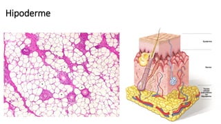 Hipoderme
 