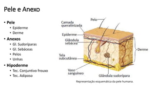 Pele e Anexo
• Pele
• Epiderme
• Derme
• Anexos
• Gl. Sudoríparas
• Gl. Sebáceas
• Pelos
• Unhas
• Hipoderme
• Tec. Conjuntivo frouxo
• Tec. Adiposo
 