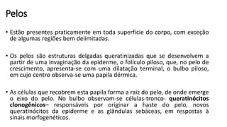 Pelos
• Estão presentes praticamente em toda superfície do corpo, com exceção
de algumas regiões bem delimitadas.
• Os pelos são estruturas delgadas queratinizadas que se desenvolvem a
partir de uma invaginação da epiderme, o folículo piloso, que, no pelo de
crescimento, apresenta-se com uma dilatação terminal, o bulbo piloso,
em cujo centro observa-se uma papila dérmica.
• As células que recobrem esta papila forma a raiz do pelo, de onde emerge
o eixo do pelo. No bulbo observam-se células-tronco- queratinócitos
clonogênicos– responsáveis por originar a haste do pelo, novos
queratinócitos da epiderme e as glândulas sebáceas, em respostas à
sinais morfogenéticos.
 