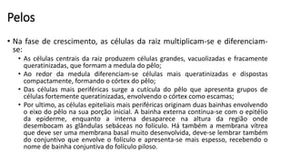 Pelos
• Na fase de crescimento, as células da raiz multiplicam-se e diferenciam-
se:
• As células centrais da raiz produzem células grandes, vacuolizadas e fracamente
queratinizadas, que formam a medula do pêlo;
• Ao redor da medula diferenciam-se células mais queratinizadas e dispostas
compactamente, formando o córtex do pêlo;
• Das células mais periféricas surge a cutícula do pêlo que apresenta grupos de
células fortemente queratinizadas, envolvendo o córtex como escamas;
• Por ultimo, as células epiteliais mais periféricas originam duas bainhas envolvendo
o eixo do pêlo na sua porção inicial. A bainha externa continua-se com o epitélio
da epiderme, enquanto a interna desaparece na altura da região onde
desembocam as glândulas sebáceas no folículo. Há também a membrana vítrea
que deve ser uma membrana basal muito desenvolvida, deve-se lembrar também
do conjuntivo que envolve o folículo e apresenta-se mais espesso, recebendo o
nome de bainha conjuntiva do folículo piloso.
 