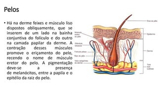 Pelos
• Há na derme feixes e músculo liso
dispostos obliquamente, que se
inserem de um lado na bainha
conjuntiva do folículo e do outro
na camada papilar da derme. A
contração desses músculos
promove o eriçamento do pelo,
recendo o nome de músculo
eretor do pelo. A pigmentação
deve-se a presença
de melanócitos, entre a papila e o
epitélio da raiz do pelo.
 