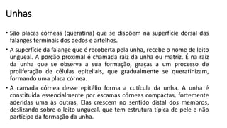 Unhas
• São placas córneas (queratina) que se dispõem na superfície dorsal das
falanges terminais dos dedos e artelhos.
• A superfície da falange que é recoberta pela unha, recebe o nome de leito
ungueal. A porção proximal é chamada raiz da unha ou matriz. É na raiz
da unha que se observa a sua formação, graças a um processo de
proliferação de células epiteliais, que gradualmente se queratinizam,
formando uma placa córnea.
• A camada córnea desse epitélio forma a cutícula da unha. A unha é
constituída essencialmente por escamas córneas compactas, fortemente
aderidas uma às outras. Elas crescem no sentido distal dos membros,
deslizando sobre o leito ungueal, que tem estrutura típica de pele e não
participa da formação da unha.
 