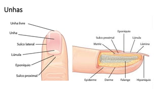 Unhas
 