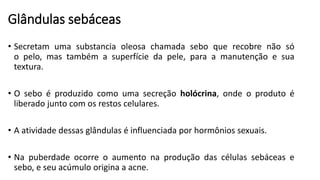 Glândulas sebáceas
• Secretam uma substancia oleosa chamada sebo que recobre não só
o pelo, mas também a superfície da pele, para a manutenção e sua
textura.
• O sebo é produzido como uma secreção holócrina, onde o produto é
liberado junto com os restos celulares.
• A atividade dessas glândulas é influenciada por hormônios sexuais.
• Na puberdade ocorre o aumento na produção das células sebáceas e
sebo, e seu acúmulo origina a acne.
 