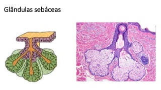 Glândulas sebáceas
 