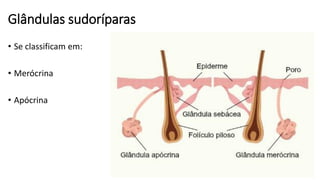 Glândulas sudoríparas
• Se classificam em:
• Merócrina
• Apócrina
 