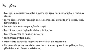 Funções
• Proteger o organismo contra a perda de água por evaporação e contra o
atrito;
• Serve como grande receptor para as sensações gerais (dor, pressão, tato,
temperatura);
• Colabora na termorregulação do corpo;
• Participam na excreção de várias substâncias;
• Proteção contra os raios ultravioleta;
• Formação da vitamina D3;
• Importante papel nas respostas imunitárias do organismo.
• Na pele, observam-se várias estruturas anexas, que são os pêlos, unhas,
glândulas sudoríparas e sebáceas.
 