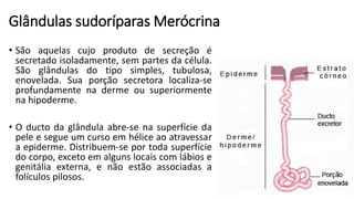 Glândulas sudoríparas Merócrina
• São aquelas cujo produto de secreção é
secretado isoladamente, sem partes da célula.
São glândulas do tipo simples, tubulosa,
enovelada. Sua porção secretora localiza-se
profundamente na derme ou superiormente
na hipoderme.
• O ducto da glândula abre-se na superfície da
pele e segue um curso em hélice ao atravessar
a epiderme. Distribuem-se por toda superfície
do corpo, exceto em alguns locais com lábios e
genitália externa, e não estão associadas a
folículos pilosos.
 