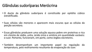 Glândulas sudoríparas Merócrina
• O ducto da glândula sudorípara é constituído por epitélio cúbico
estratificado.
• Suas células são menores e aparecem mais escuras que as células da
porção secretora.
• Essas glândulas produzem uma solução aquosa pobre em proteínas e rica
em cloreto de sódio, uréia, ácido úrico e amônia em quantidade varáveis:
o suor. Portanto, funcionam, em parte, como órgãos excretores.
• Também desempenham um importante papel na regulação da
temperatura, pelo resfriamento resultante da evaporação do suor.
 