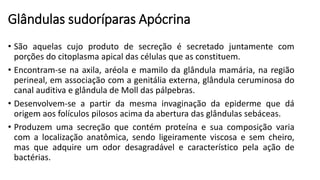 Glândulas sudoríparas Apócrina
• São aquelas cujo produto de secreção é secretado juntamente com
porções do citoplasma apical das células que as constituem.
• Encontram-se na axila, aréola e mamilo da glândula mamária, na região
perineal, em associação com a genitália externa, glândula ceruminosa do
canal auditiva e glândula de Moll das pálpebras.
• Desenvolvem-se a partir da mesma invaginação da epiderme que dá
origem aos folículos pilosos acima da abertura das glândulas sebáceas.
• Produzem uma secreção que contém proteína e sua composição varia
com a localização anatômica, sendo ligeiramente viscosa e sem cheiro,
mas que adquire um odor desagradável e característico pela ação de
bactérias.
 
