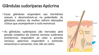 Glândulas sudoríparas Apócrina
• Essas glândulas respondem aos hormônios
sexuais e desenvolvem-se na puberdade. As
glândulas axilares da mulher sofrem alterações
cíclicas que acompanham o ciclo menstrual.
• As glândulas sudoríparas são inervadas pela
porção simpática do sistema nervoso autônomo
(merócrinas respondem ao calor e pressão
nervosa; apócrinas respondem a estímulos
emocionais e sensoriais, mas não ao calor).
 