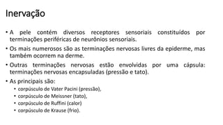 Inervação
• A pele contém diversos receptores sensoriais constituídos por
terminações periféricas de neurônios sensoriais.
• Os mais numerosos são as terminações nervosas livres da epiderme, mas
também ocorrem na derme.
• Outras terminações nervosas estão envolvidas por uma cápsula:
terminações nervosas encapsuladas (pressão e tato).
• As principais são:
• corpúsculo de Vater Pacini (pressão),
• corpúsculo de Meissner (tato),
• corpúsculo de Ruffini (calor)
• corpúsculo de Krause (frio).
 