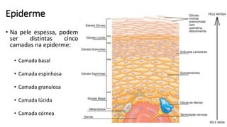 Epiderme
• Na pele espessa, podem
ser distintas cinco
camadas na epiderme:
• Camada basal
• Camada espinhosa
• Camada granulosa
• Camada lúcida
• Camada córnea
 