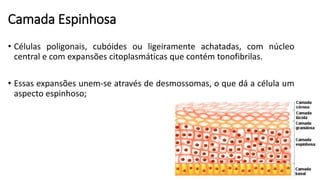 Camada Espinhosa
• Células poligonais, cubóides ou ligeiramente achatadas, com núcleo
central e com expansões citoplasmáticas que contém tonofibrilas.
• Essas expansões unem-se através de desmossomas, o que dá a célula um
aspecto espinhoso;
 