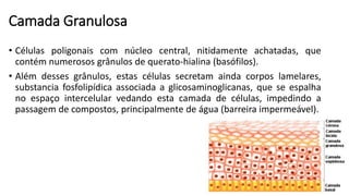 Camada Granulosa
• Células poligonais com núcleo central, nitidamente achatadas, que
contém numerosos grânulos de querato-hialina (basófilos).
• Além desses grânulos, estas células secretam ainda corpos lamelares,
substancia fosfolipídica associada a glicosaminoglicanas, que se espalha
no espaço intercelular vedando esta camada de células, impedindo a
passagem de compostos, principalmente de água (barreira impermeável).
 