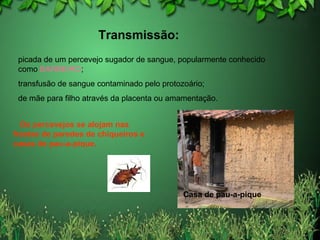 Casa de pau-a-pique
Os percevejos se alojam nas
frestas de paredes de chiqueiros e
casas de pau-a-pique.
picada de um percevejo sugador de sangue, popularmente conhecido
como BARBEIRO;
transfusão de sangue contaminado pelo protozoário;
de mãe para filho através da placenta ou amamentação.
Transmissão:
 