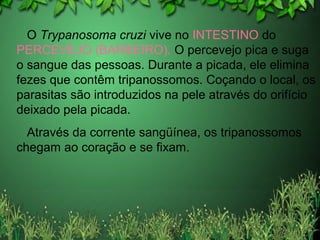 O Trypanosoma cruzi vive no INTESTINO do
PERCEVEJO (BARBEIRO). O percevejo pica e suga
o sangue das pessoas. Durante a picada, ele elimina
fezes que contêm tripanossomos. Coçando o local, os
parasitas são introduzidos na pele através do orifício
deixado pela picada.
Através da corrente sangüínea, os tripanossomos
chegam ao coração e se fixam.
 