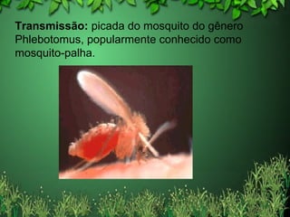 Transmissão: picada do mosquito do gênero
Phlebotomus, popularmente conhecido como
mosquito-palha.
 