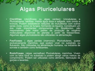 Algas Pluricelulares
• Clorófitas (clorofíceas ou algas verdes); Unicelulares e
Pluricelulares, talófitas. Habita água doce e salgada, solo úmido e
troncos. Podem estabelecer relações de mutualismo com outros
seres vivos, como os fungos, formando os liquens. Constituem um
dos mais importantes componentes do fitoplâncton, são
responsáveis pela maior partes da produção de oxigênio
moleculares disponível do planeta a partir da fotossíntese.
Algumas algas pluricelulares são utilizadas na alimentação.
• Feofíceas: ( algas pardas (marrons)): Pluricelulares, quase
exclusivamente marinhos, que podem viver no substrato ou
flutuando. São Utilizadas na alimentação humana, na indústria de
sorvete e também como fertilizantes.
• Rodofíceas: (algas vermelhas) Pluricelulares, marinhos. Vivem
com os talos fixos no substrato e podem atingir vários metros de
comprimento. Podem ser utilizadas como alimento, fabricação de
gomas e laxantes.
 