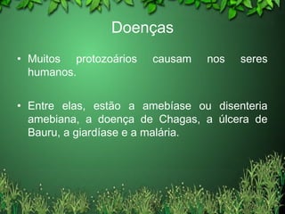 Doenças
• Muitos protozoários causam nos seres
humanos.
• Entre elas, estão a amebíase ou disenteria
amebiana, a doença de Chagas, a úlcera de
Bauru, a giardíase e a malária.
 