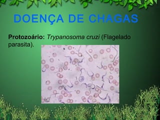 DOENÇA DE CHAGAS
Protozoário: Trypanosoma cruzi (Flagelado
parasita).
 