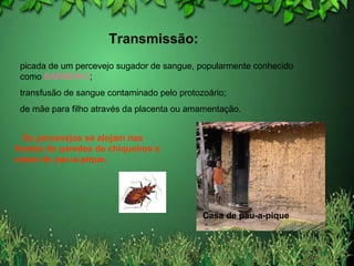 Casa de pau-a-pique Os percevejos se alojam nas frestas de paredes de chiqueiros e casas de pau-a-pique. picada de um percevejo sugador de sangue, popularmente conhecido como  BARBEIRO ;  transfusão de sangue contaminado pelo protozoário;  de mãe para filho através da placenta ou amamentação. Transmissão:   