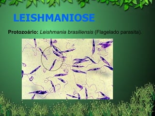 LEISHMANIOSE Protozoário:   Leishmania brasiliensis  (Flagelado parasita). 
