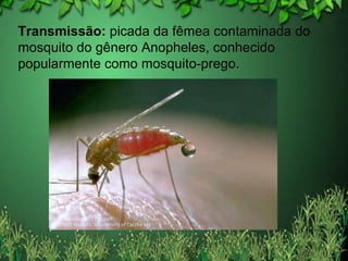 Transmissão:  picada da fêmea contaminada do mosquito do gênero Anopheles, conhecido popularmente como mosquito-prego. 