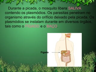 Durante a picada, o mosquito libera  SALIVA  contendo os plasmódios. Os parasitas penetram no organismo através do orifício deixado pela picada. Os plasmódios se instalam durante em diversos órgãos, tais como o  FÍGADO  e o  BAÇO . Fígado 
