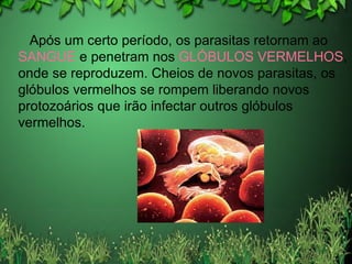 Após um certo período, os parasitas retornam ao  SANGUE  e penetram nos  GLÓBULOS VERMELHOS , onde se reproduzem. Cheios de novos parasitas, os glóbulos vermelhos se rompem liberando novos protozoários que irão infectar outros glóbulos vermelhos. 