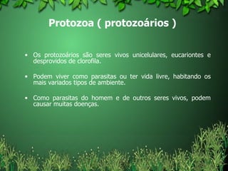 Protozoa ( protozoários )   Os protozoários são seres vivos unicelulares, eucariontes e desprovidos de clorofila.  Podem viver como parasitas ou ter vida livre, habitando os mais variados tipos de ambiente.  Como parasitas do homem e de outros seres vivos, podem causar muitas doenças.  
