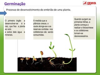 AULA 1 - REPRODUÇÃO PLANTAS.ppt
