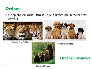 Ordem
 Conjunto de várias famílias que apresentam semelhanças
entre si.
Família dos Felidae
Família Canidae
Família Ursidae
Ordem: Carnívora
 