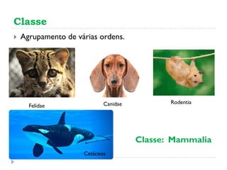 Classe
 Agrupamento de várias ordens.
Felidae Canidae Rodentia
Cetáceos
Classe: Mammalia
 